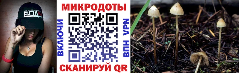 где найти наркотики  Короча  Галлюциногенные грибы Psilocybe 